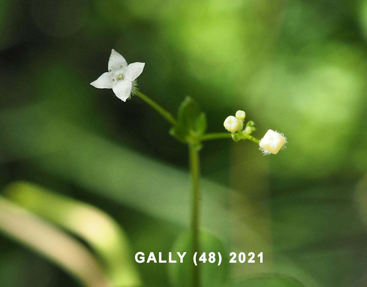 Bedstraw, Round-leaved flower